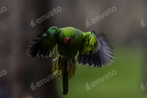 Preview: Closeup of a parakeet flying with a blurred green background