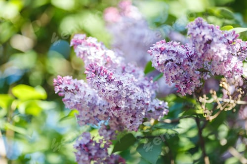 Preview: Beautiful purple lilac, in the summer garden in daylight .