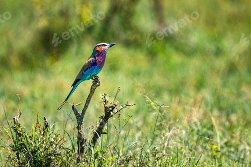 Preview: Lilac-breasted Roller perched on a tree branch