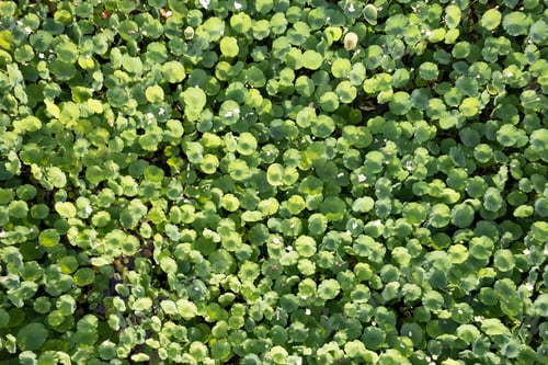 Preview: Aerial view of a lotus flower growing