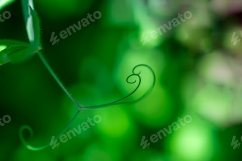 Preview: Close up of green plant swirl macro. Macro curl of green plant. Abstract detail selective focus. Pea