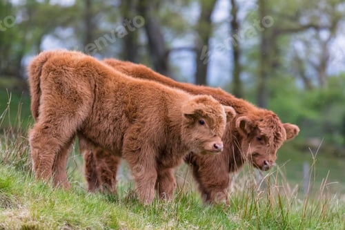 Preview: Great Britain, Scotland, Scottish Highlands, Highland cattles, two young animals