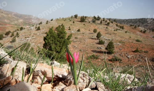 Preview: wild, red mountain tulip