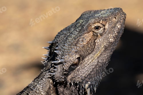 Preview: Closeup of an eastern bearded dragon (Pogona barbata)