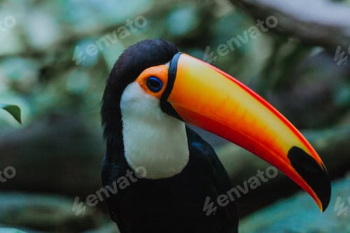 Preview: Toucan from Singapore