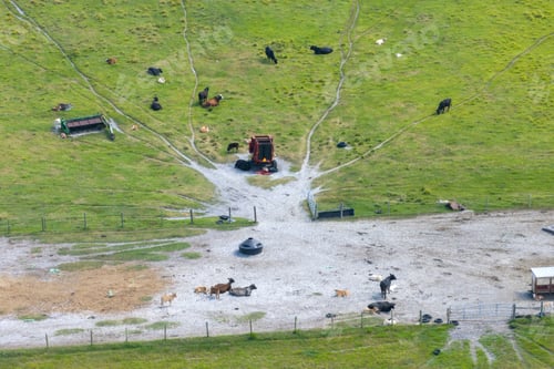 Preview: Milk cows grazing on green farm pasture.
