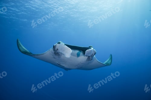 Preview: Giant Manta (Manta Birostris) gracefully glides out of deep blue to surface