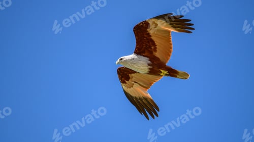 Preview: A Brahminy kite (haliastur indus) soars through the clear blue sky