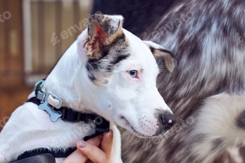 Preview: Border collie puppy with blue eyes staring at another dog
