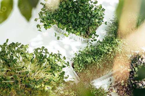 Preview: Micro green in tray on table close up