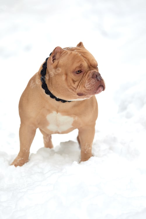 Preview: American bully dog playing in the snowy forest, selective focus