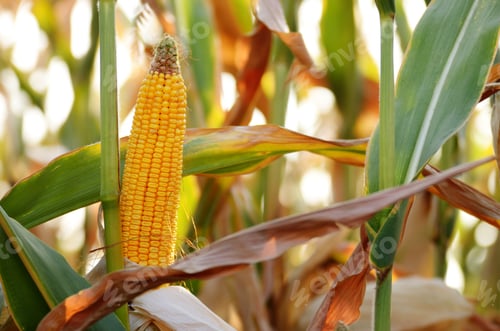 Preview: Backlit Ripe Corn of Maize on stalks at the field ready for harv
