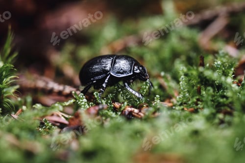 Preview: Closeup macro of small beetle bug in the forest or woods in moss