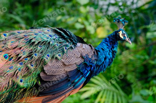 Preview: Male peafowl are referred to as peacocks, and female peafowl are referred to as peahens.