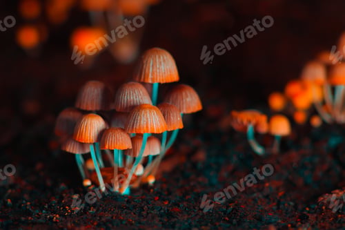 Preview: Orange psilocybin mushrooms