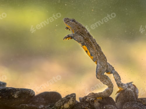 Preview: Submersed Yellow bellied toad