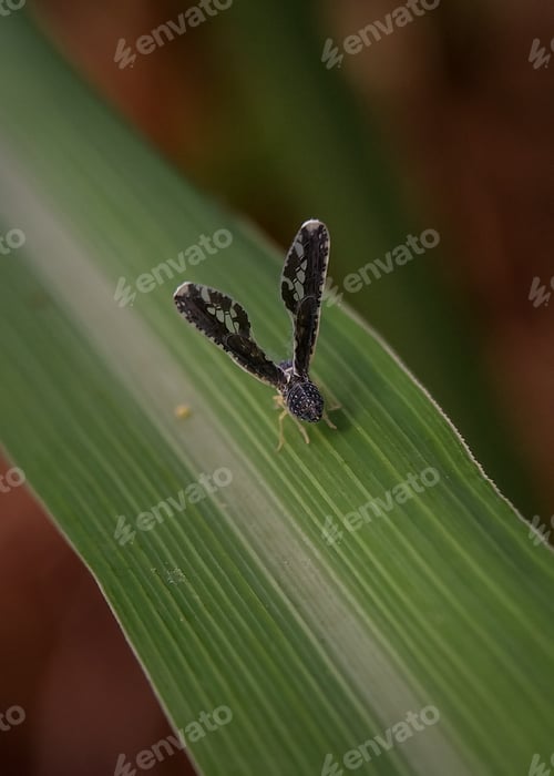 Preview: Blue insect, nature background photo