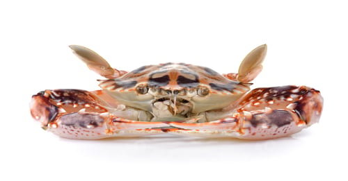 Preview: serra ted mud crab on white background