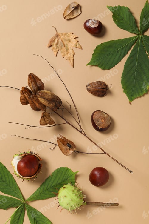 Preview: Brown, fresh chestnut fruits with leaves on a light background