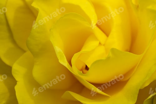 Preview: Close-up yellow rose petals in the garden