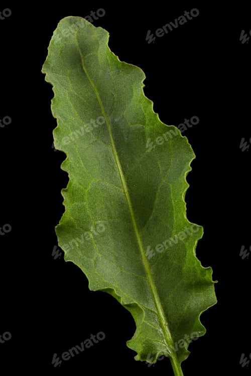 Preview: Horse sorrel leaf, lat. Rumex confertus, isolated on black background