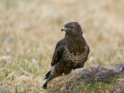 Preview: Common buzzard (Buteo buteo)