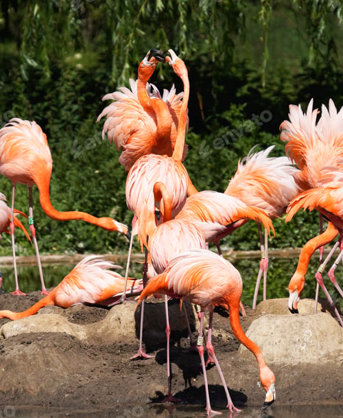 Preview: Flock of pretty flamingos flexing different positions in a pond at a park