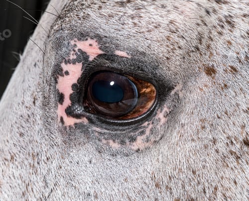 Preview: Close-up on the eye of a Lusitano horse