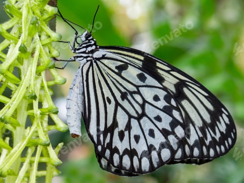 Preview: Paper Kite Butterfly