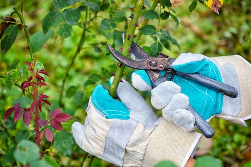 Preview: Pruning roses in the garden, gardener's hands with secateurs