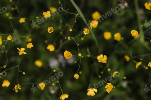 Preview: Buttercup yellow flowers in meadow on green grass background. Selective focus, blurred background