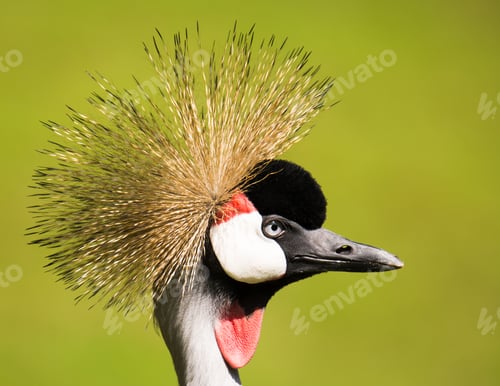 Preview: Portrait of a grey crowned crane