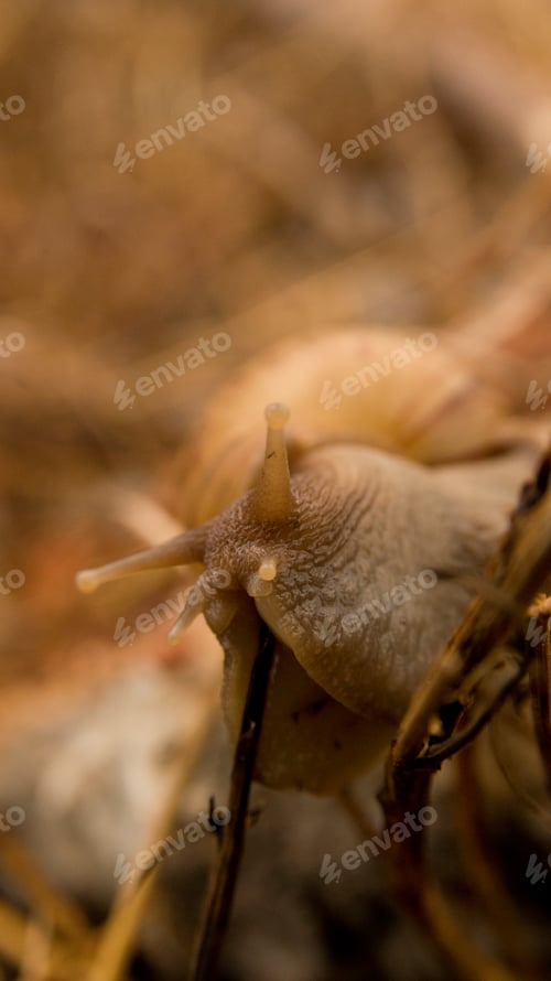 Preview: A close-up view of a snail,