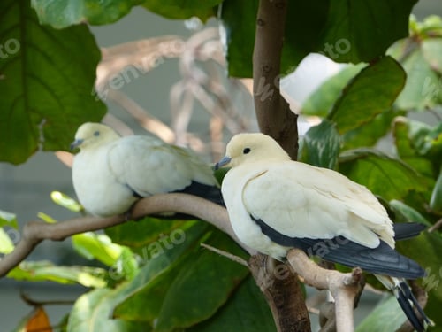 Preview: Muscat frugivorous pigeons perched on a tree branch with lush green foliage in the background