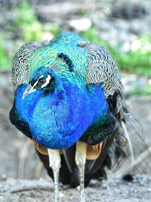 Preview: Peacock showing his beautiful bright blue and green plumage