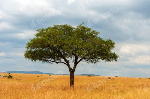 Preview: Landscape with nobody tree in Africa
