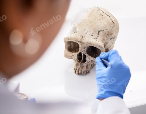 Preview: Forensic, science and person with skull in lab to study, test or analyze anatomy for evidence, medi