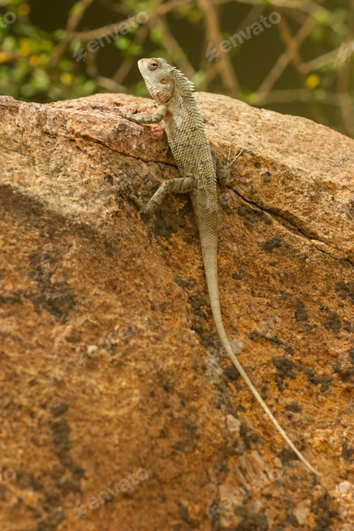 Preview: Lizard in Sri Lanka