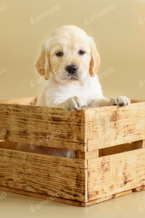 Preview: dog puppy golden retriever on a beige background