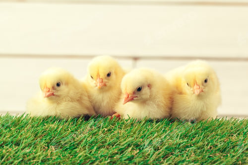 Preview: Little chicken on the grass. Creative photo