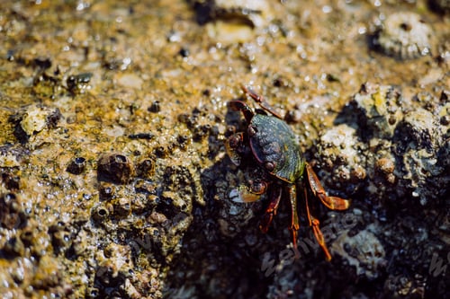 Preview: Close up of crab walking on stone in sea.