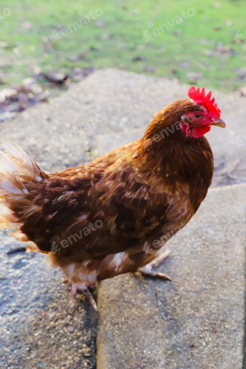 Preview: Chook