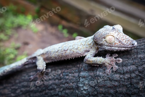 Preview: Discovering unique reptiles at a reptile park in Madagascar during a sunny afternoon