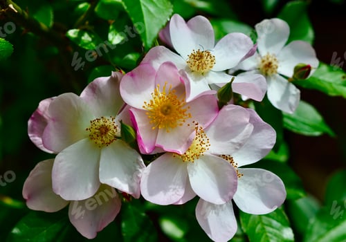 Preview: Close-up of delicate pink 'Lyda Rose', shrub rose flowers with vibrant green leaves
