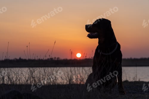Preview: Silhouette of dog of Rottweiler breed that sits on shore and listens to sounds agains of sunset