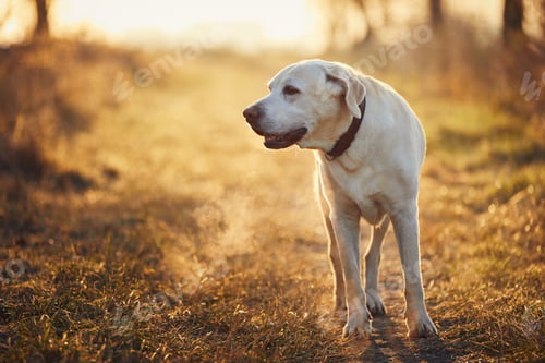 Preview: Dog walking on footpath during autumn morning