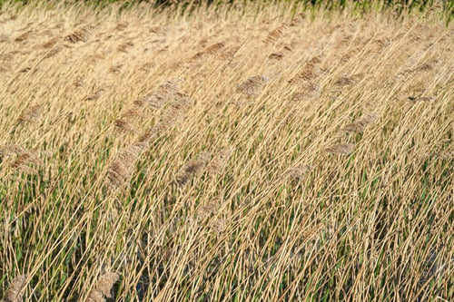 Preview: Dried flowers pampas grass waving in the wind and in the sun