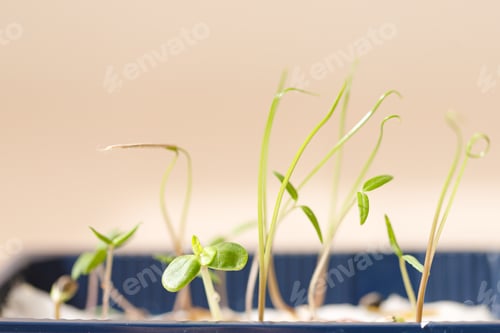 Preview: Green sprous and seeds, macro shot