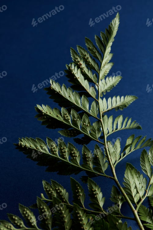 Preview: Green fern leaves backside on a dark blue background with copy space. Foliage background. Flat lay
