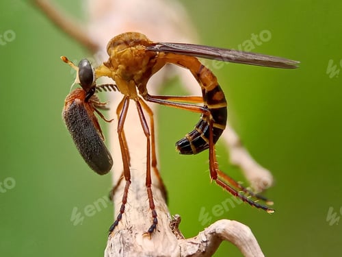 Preview: Insect